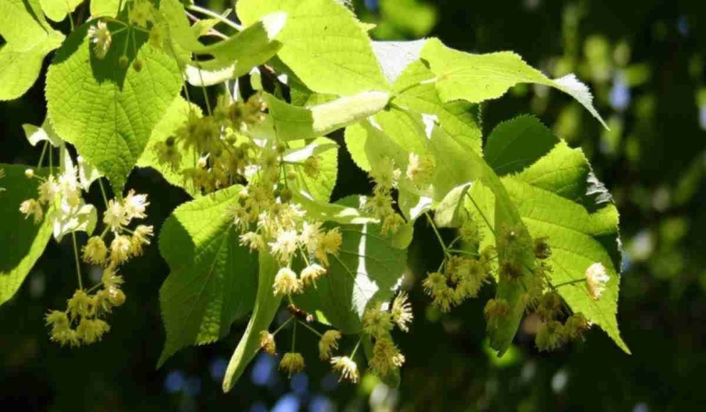 Липа сердцевидная дерево