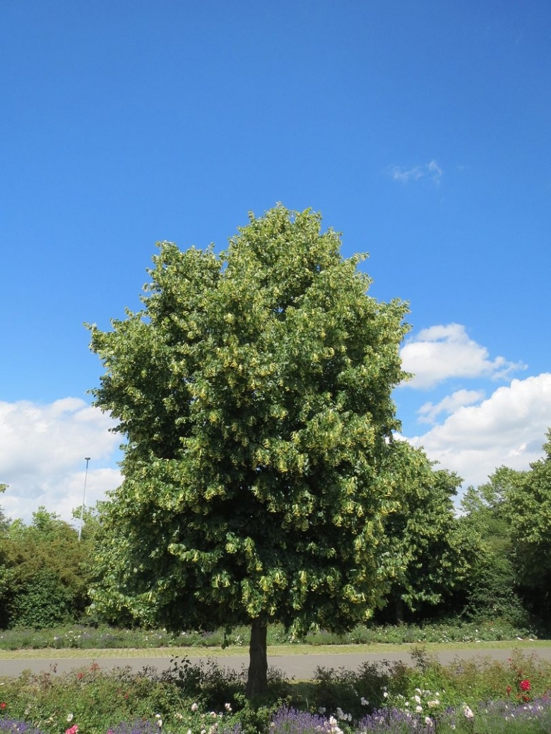 Липа сердцевидная tilia cordata