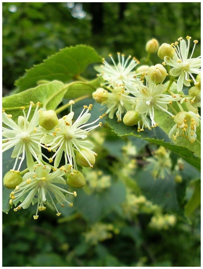 Липа сердцевидная tilia cordata