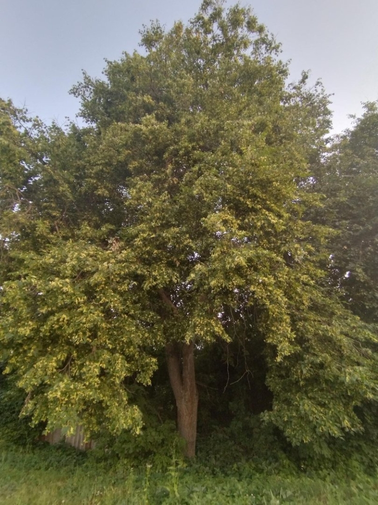 Мелколистная липа