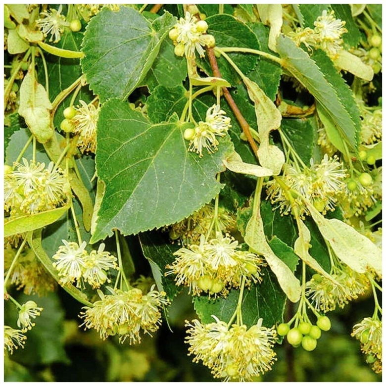 Липа мелколистная сердцевидная