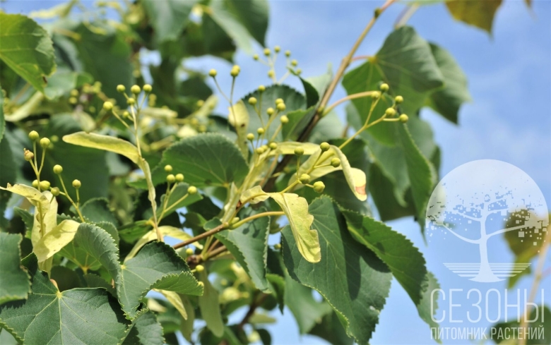 Липа мелколистная tilia cordata
