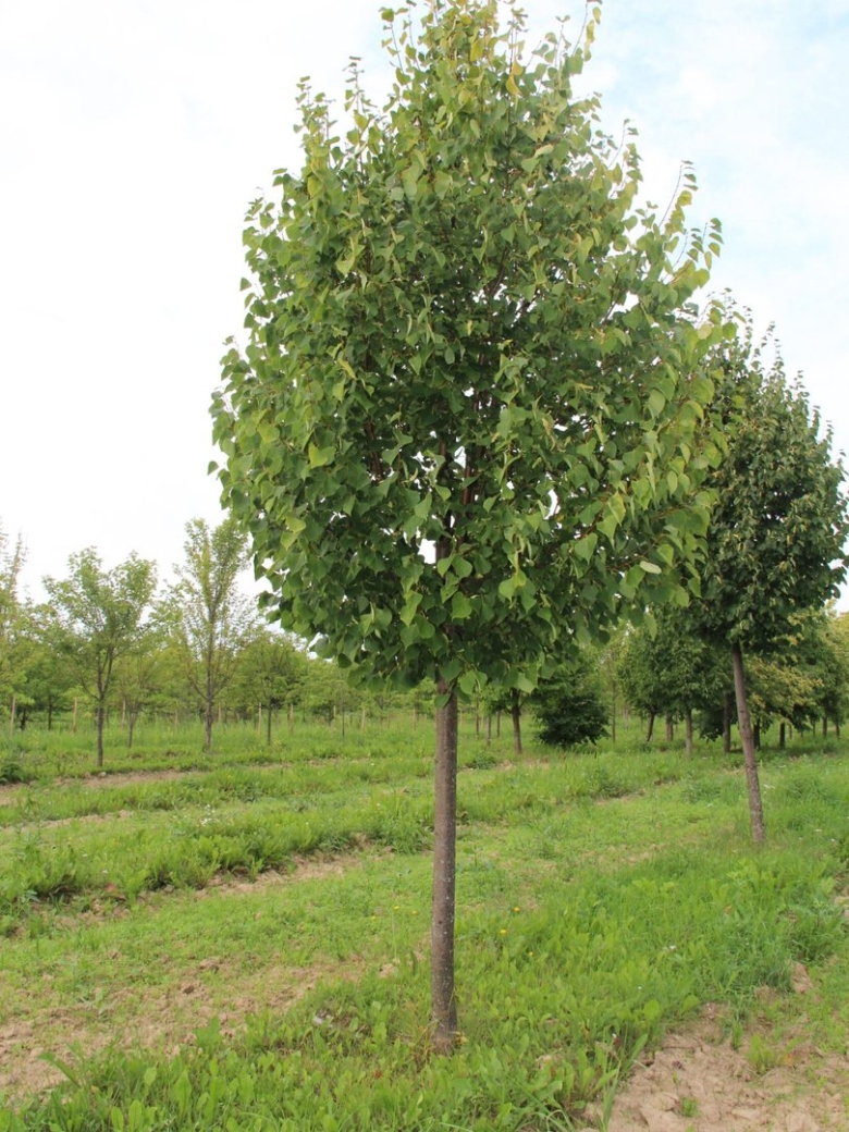 Липа мелколистная гринспайер