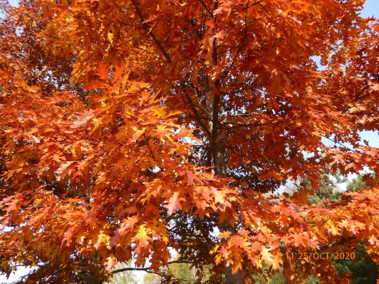 Кленолистный красный дуб