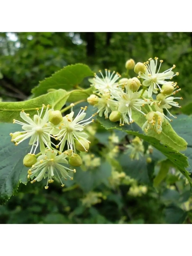 Липа сердцевидная Tilia cordata