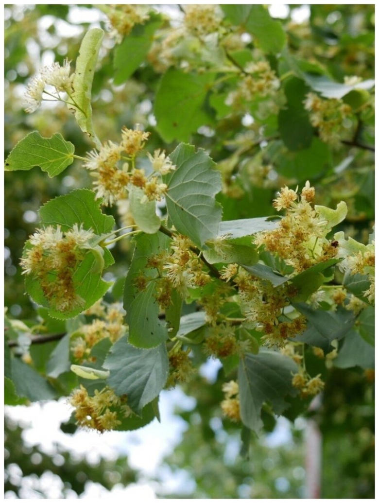 Липа сердцевидная Tilia cordata