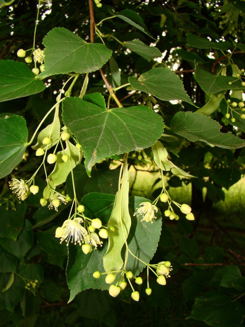 Липа сердцелистная