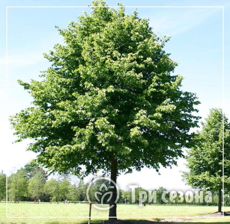 Липа европейская pallida