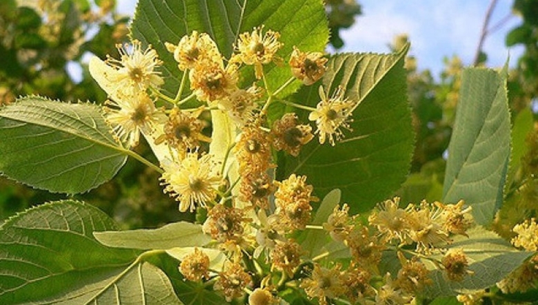 Дерево липа