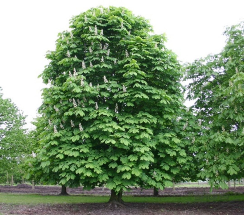 Конский каштан