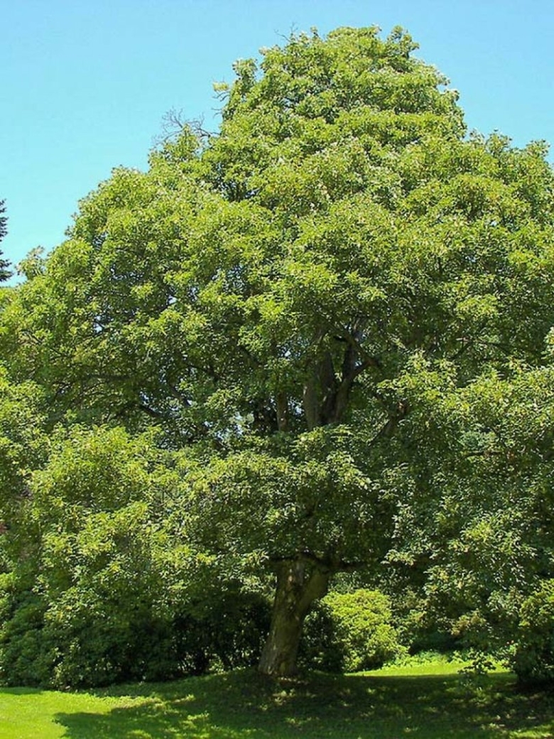 Дуб черешчатый quercus robur