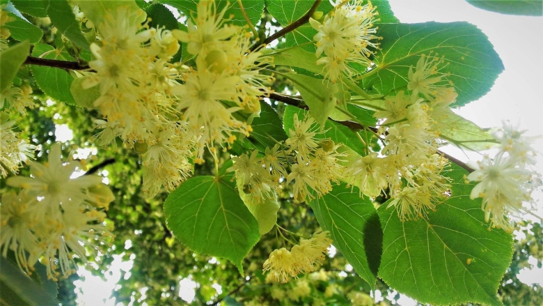 Цветущая липа