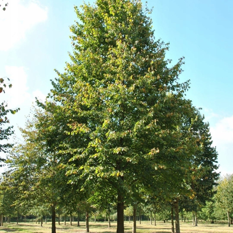 Липа мелколистная сердцевидная