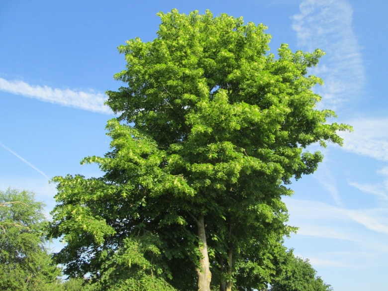 Лиственные деревья