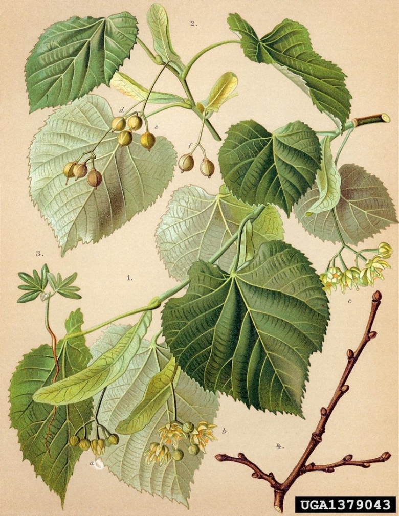 Tilia tomentosa