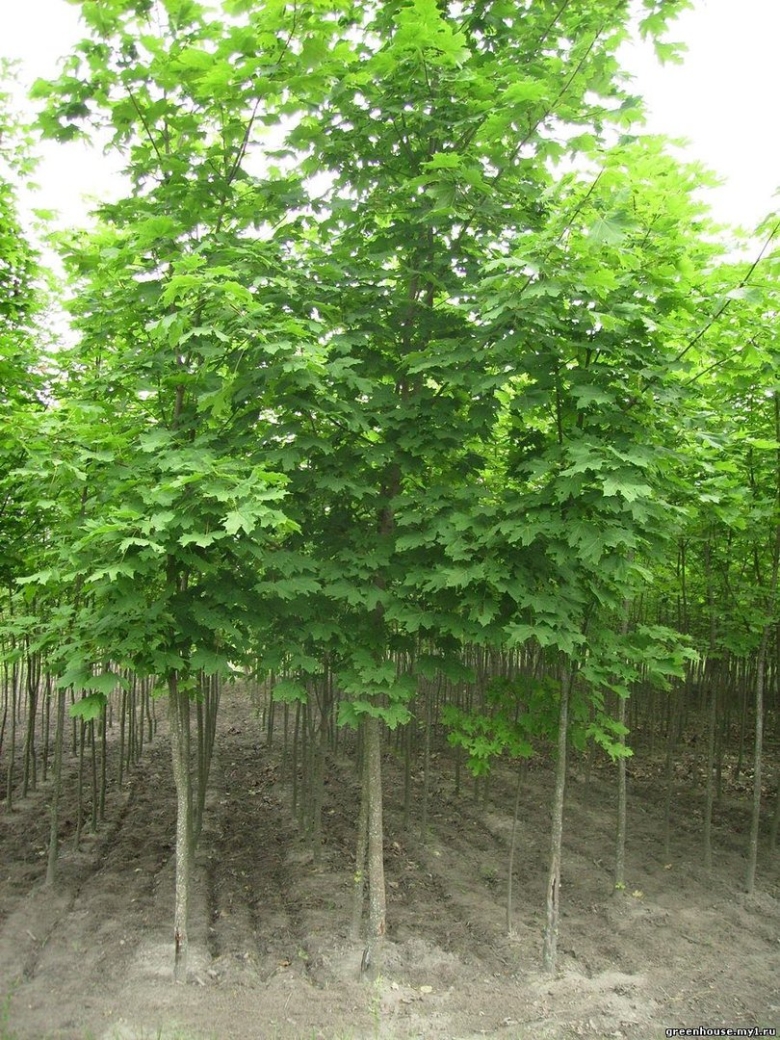 Клён остролистный платановидный