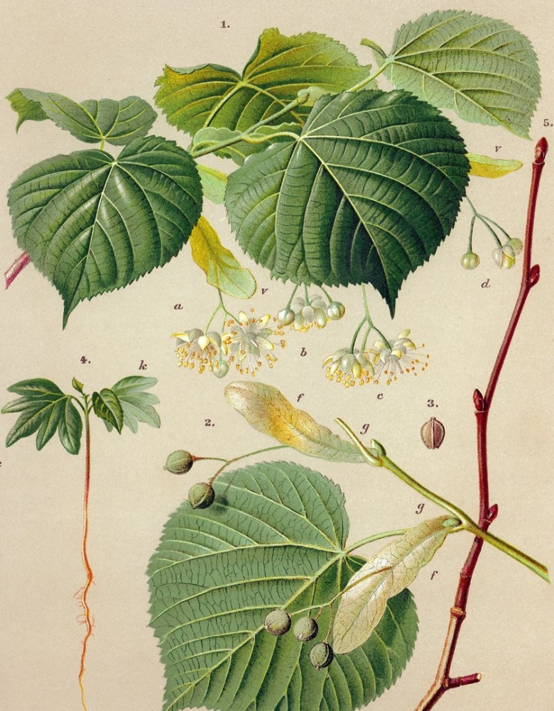 Tilia cordata ботанический рисунок