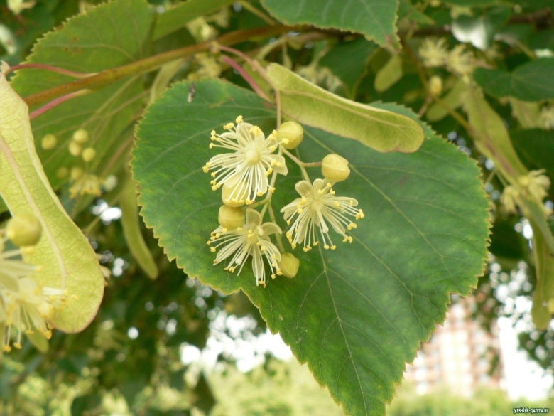 Цветки липы сердцевидной