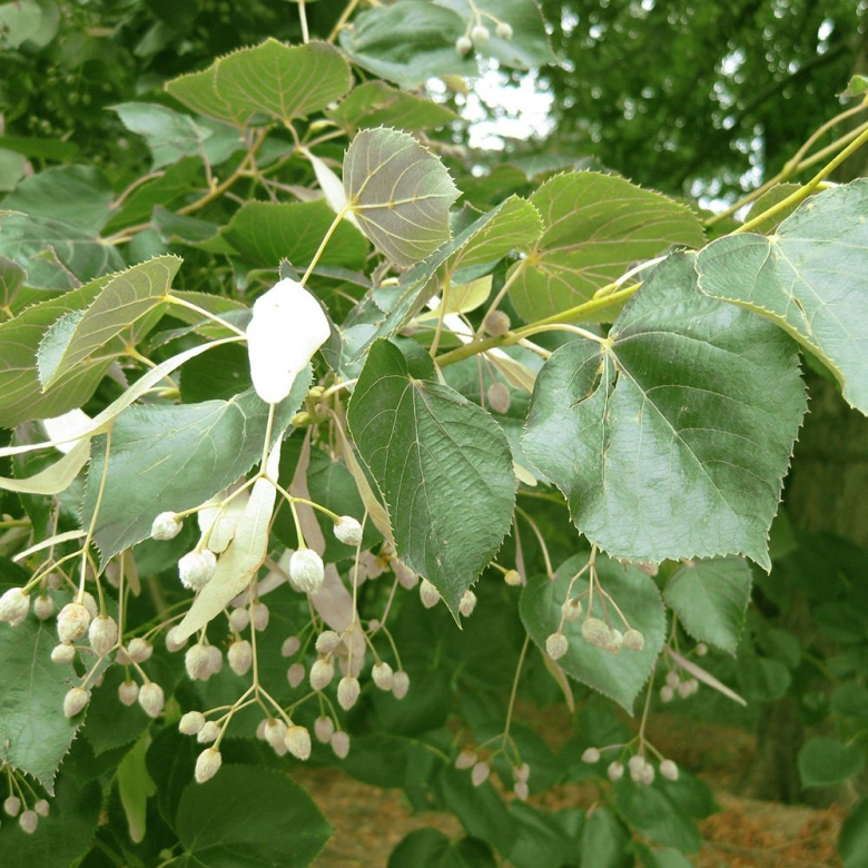 Липа европейская эухлора