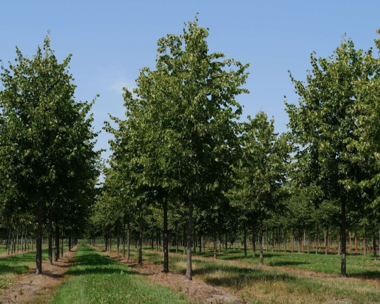 Липа мелколистная tilia cordata