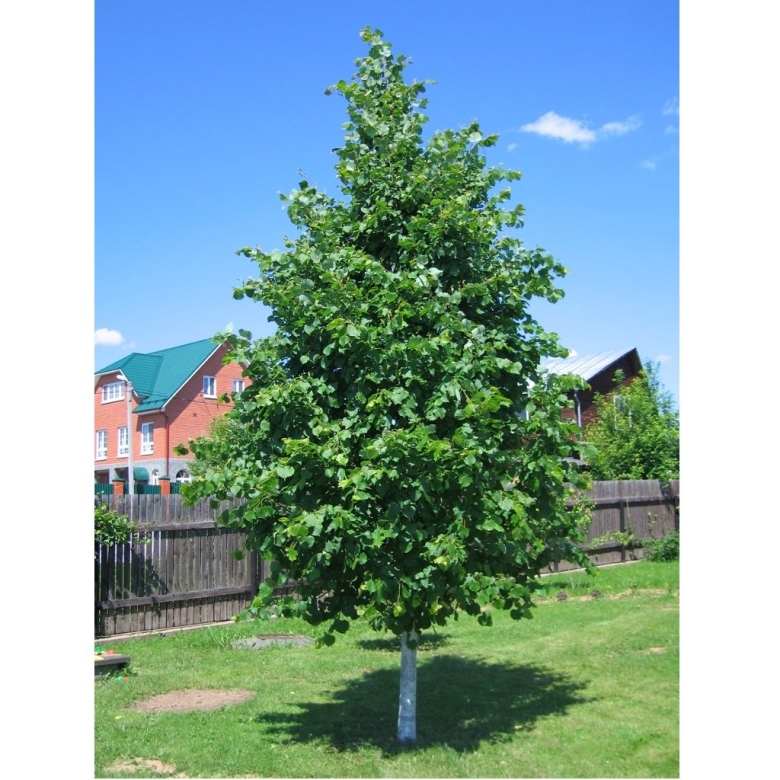 Липа мелколистная гринспайер