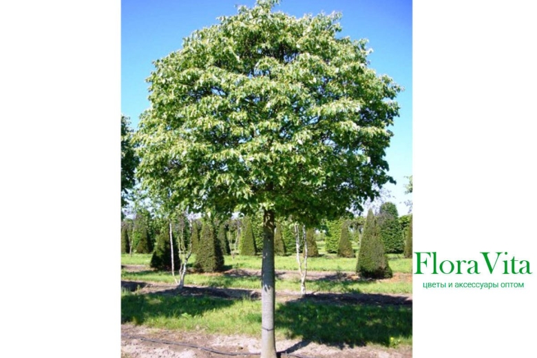 Липа мелколистная грин глоб