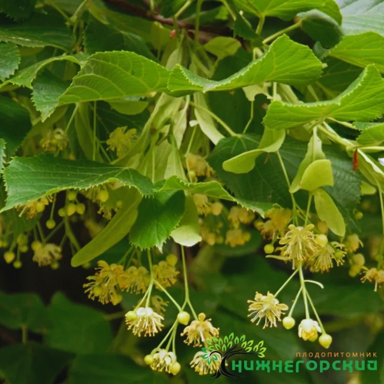 Как выглядит липа дерево
