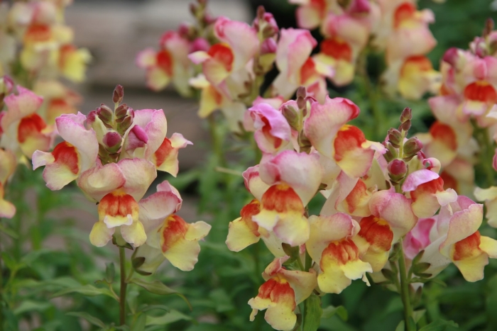 Львиный зев антирринум