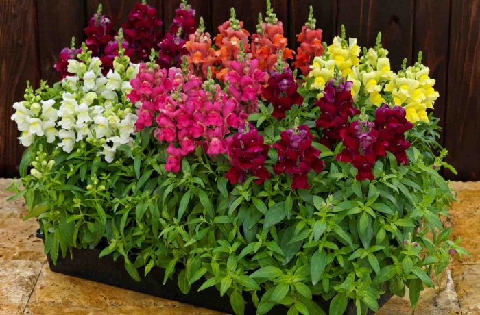 Антирринум (львиный зев) твинни