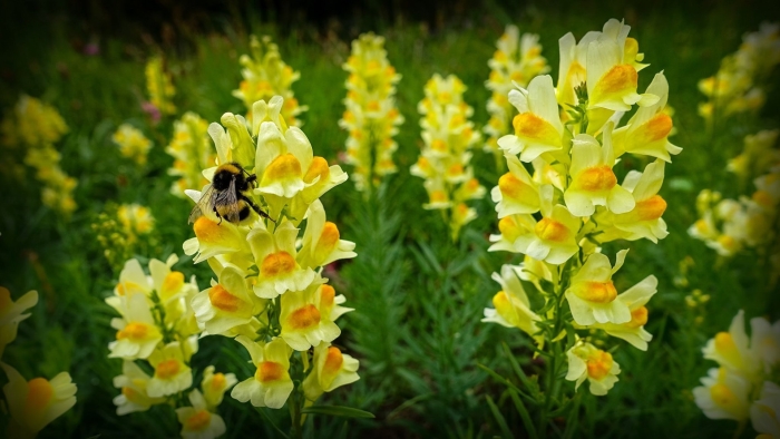 Льнянка обыкновенная linaria vulgaris