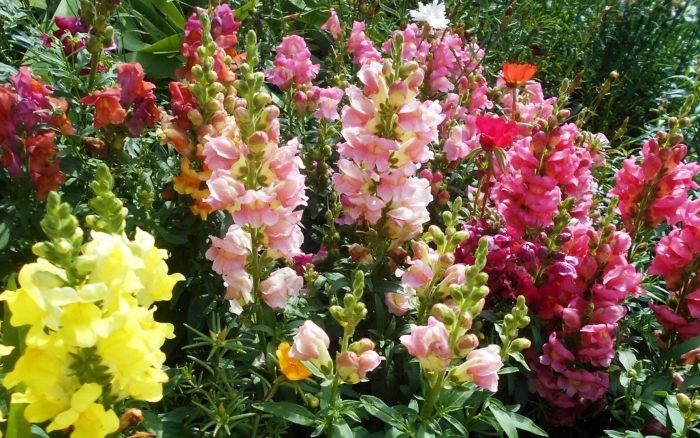 Антирринум (львиный зев) рассада