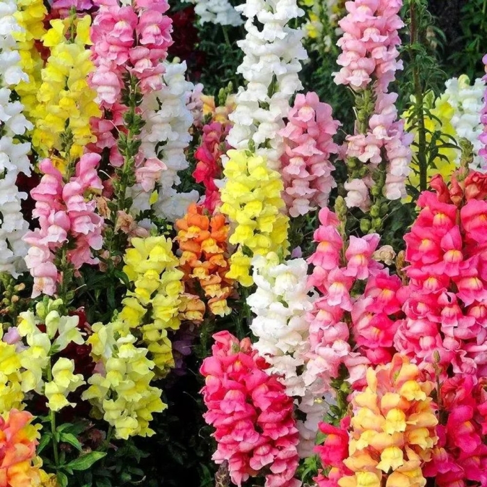 Львиный зев радужный микс