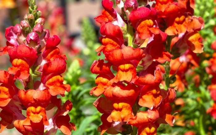 Антирринум карликовый львиный зев