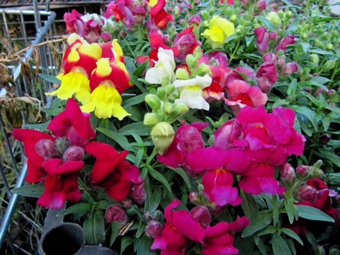 Львиный зев цветок