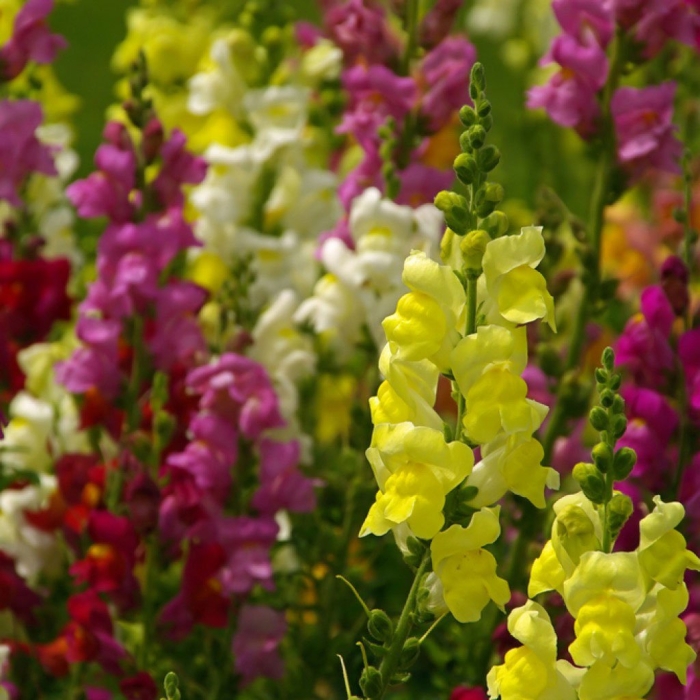 Львиный зев антирринум