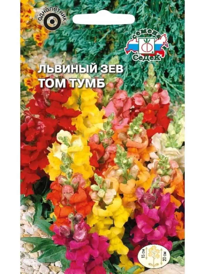 Львиный зев том тумб