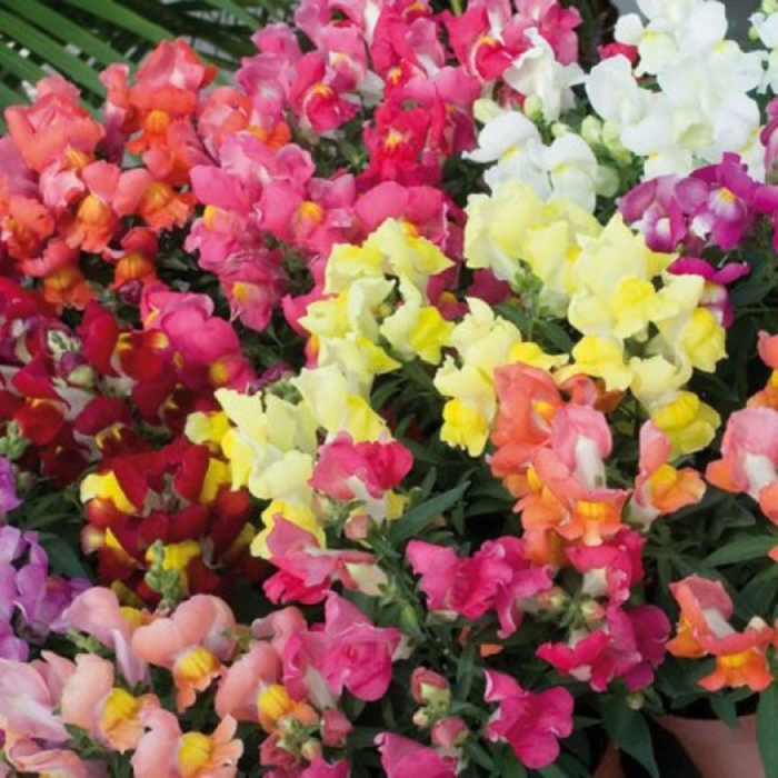 Львиный зев снаппи микс