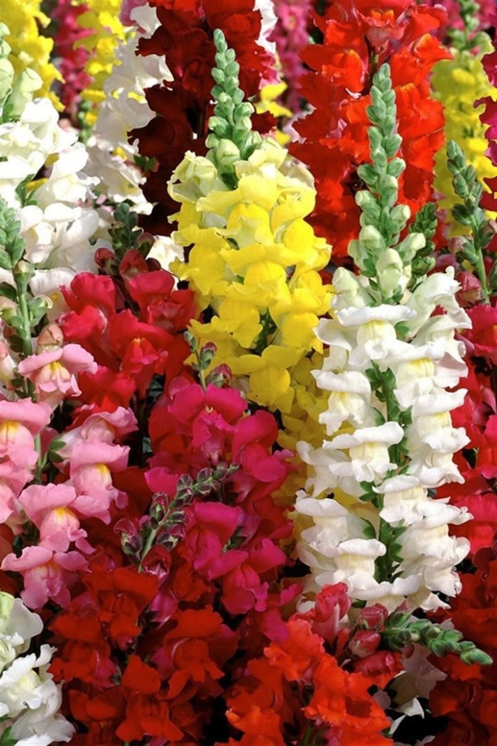 Львиный зев тетра