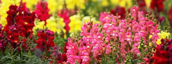 Львиный зев радужный микс