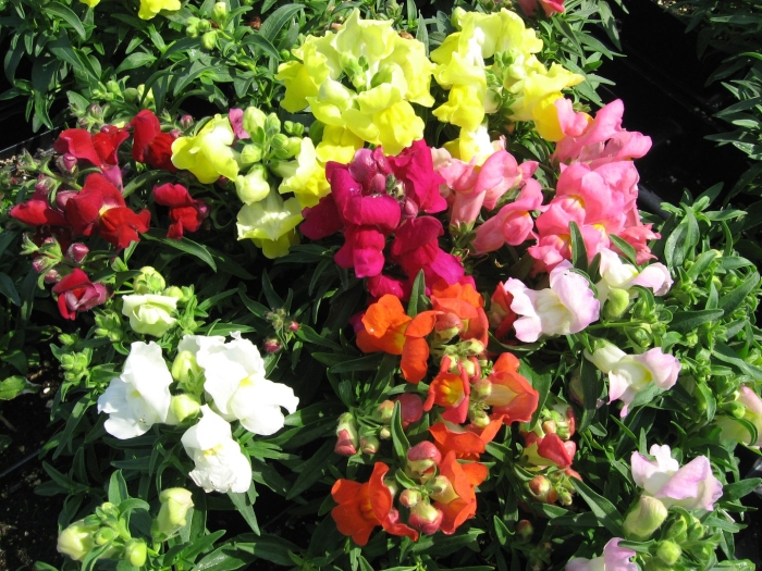 Львиный зев снапшот