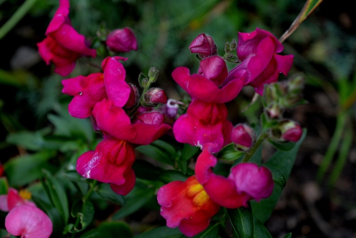 Львиный зев цветок