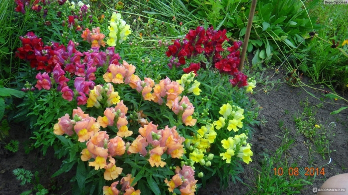 Львиный зев твинни