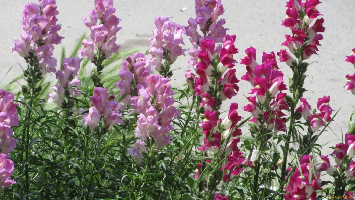 Растение львиный зев