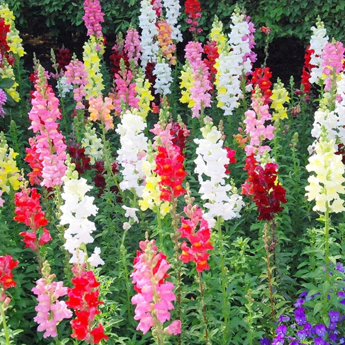 Львиный зев цветок многолетник