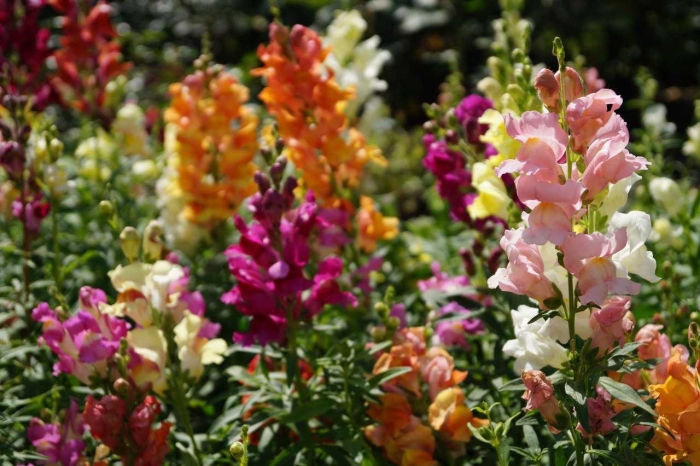 Львиный зев антирринум