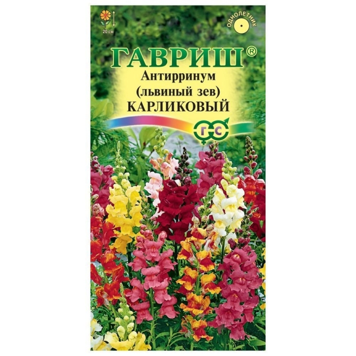 Антирринум высокорослый львиный зев