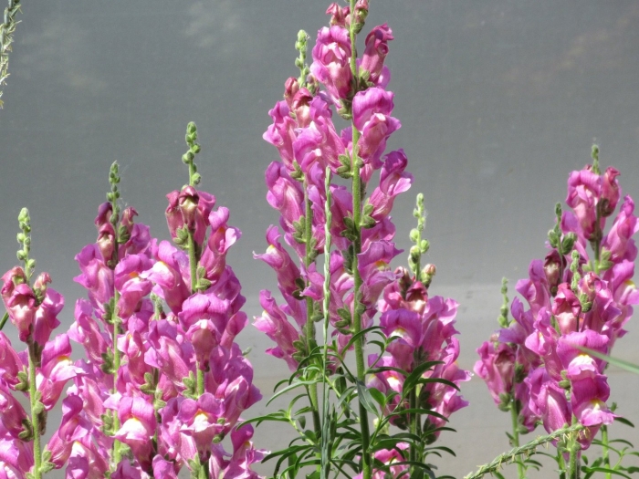 Львиный зев розовый