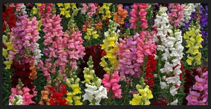 Львиный зев крупноцветковый смесь