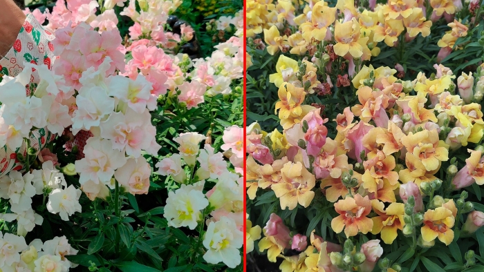 Львиный зев махровый