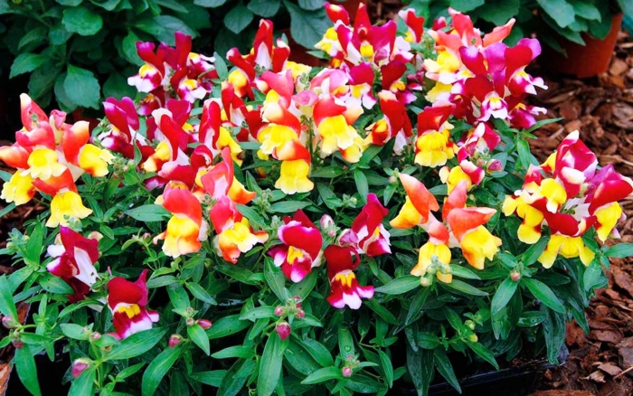 Львиный зев снеппи